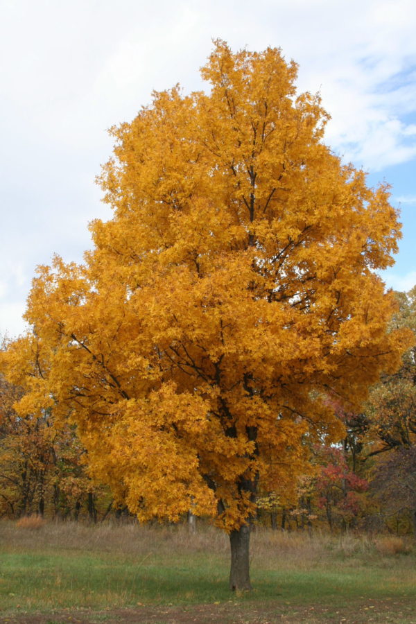 Bitternut Hickory - Image 3