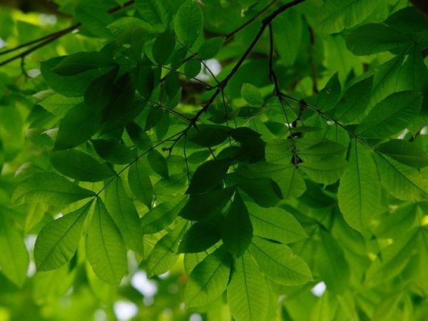 Bitternut Hickory - Image 4