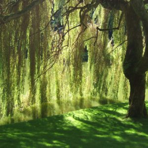 Black Willow