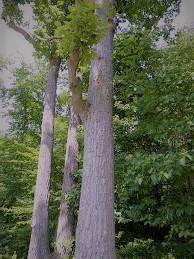 Chestnut Oak