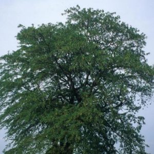 Common Honeylocust