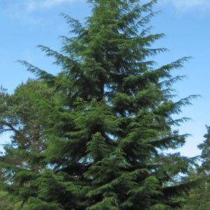 Eastern Hemlock