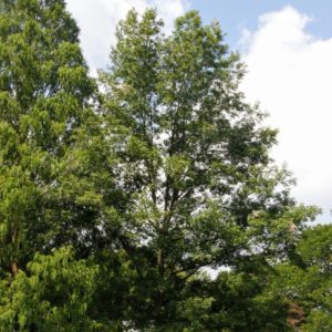 Mockernut Hickory