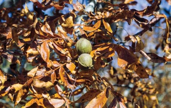 Mockernut Hickory - Image 4