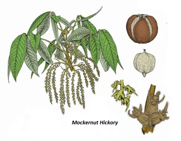 Mockernut Hickory - Image 5