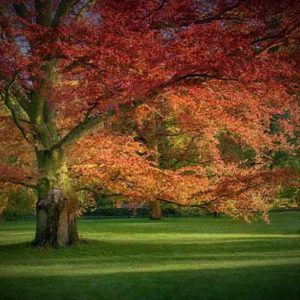 Northern Red Oak
