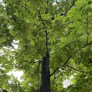 Pignut Hickory