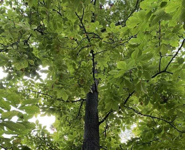 Pignut Hickory