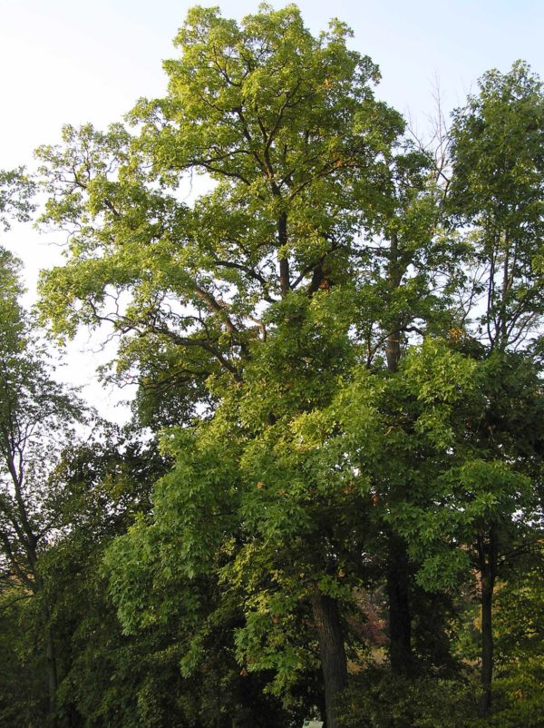 Pignut Hickory - Image 6