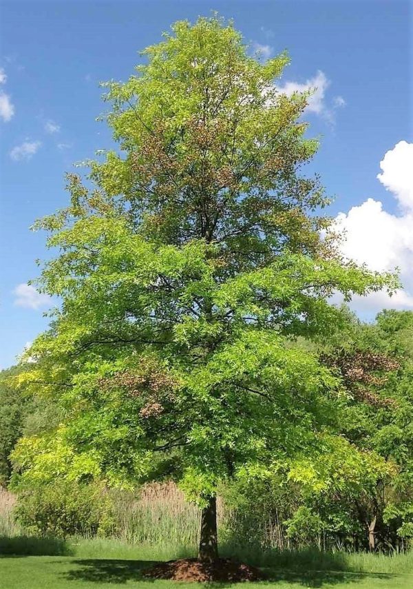 Pin Oak - Image 9