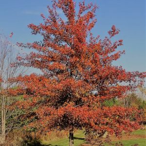 Pin Oak