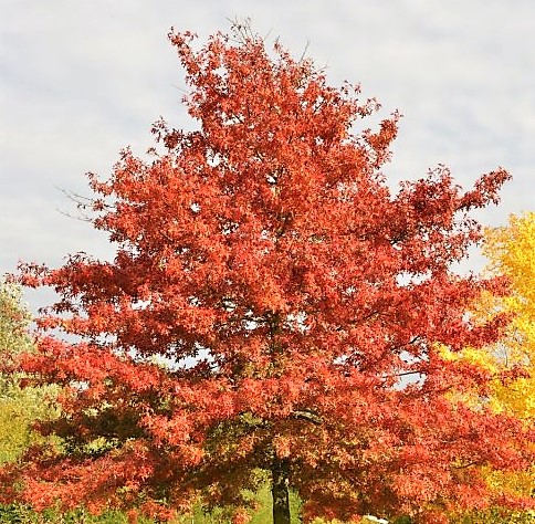 Scarlet Oak