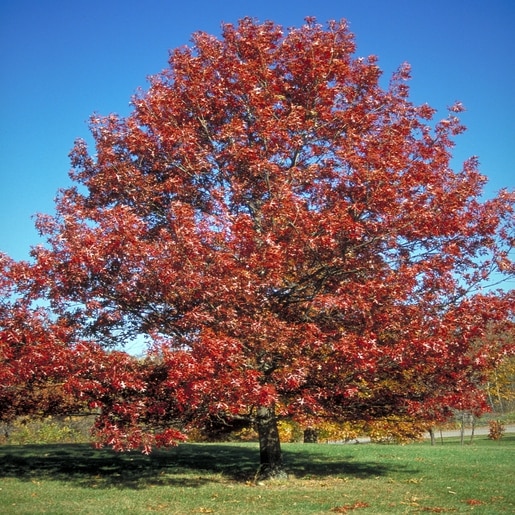 Scarlet Oak - Image 8