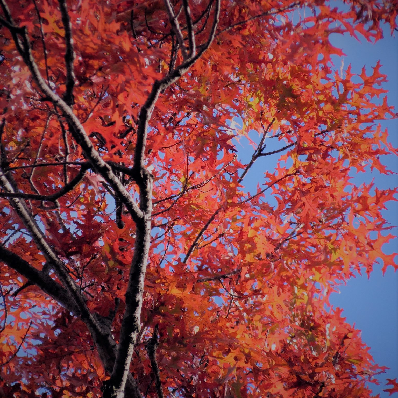 Scarlet Oak - Image 7