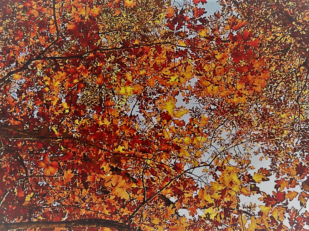 Scarlet Oak - Image 6