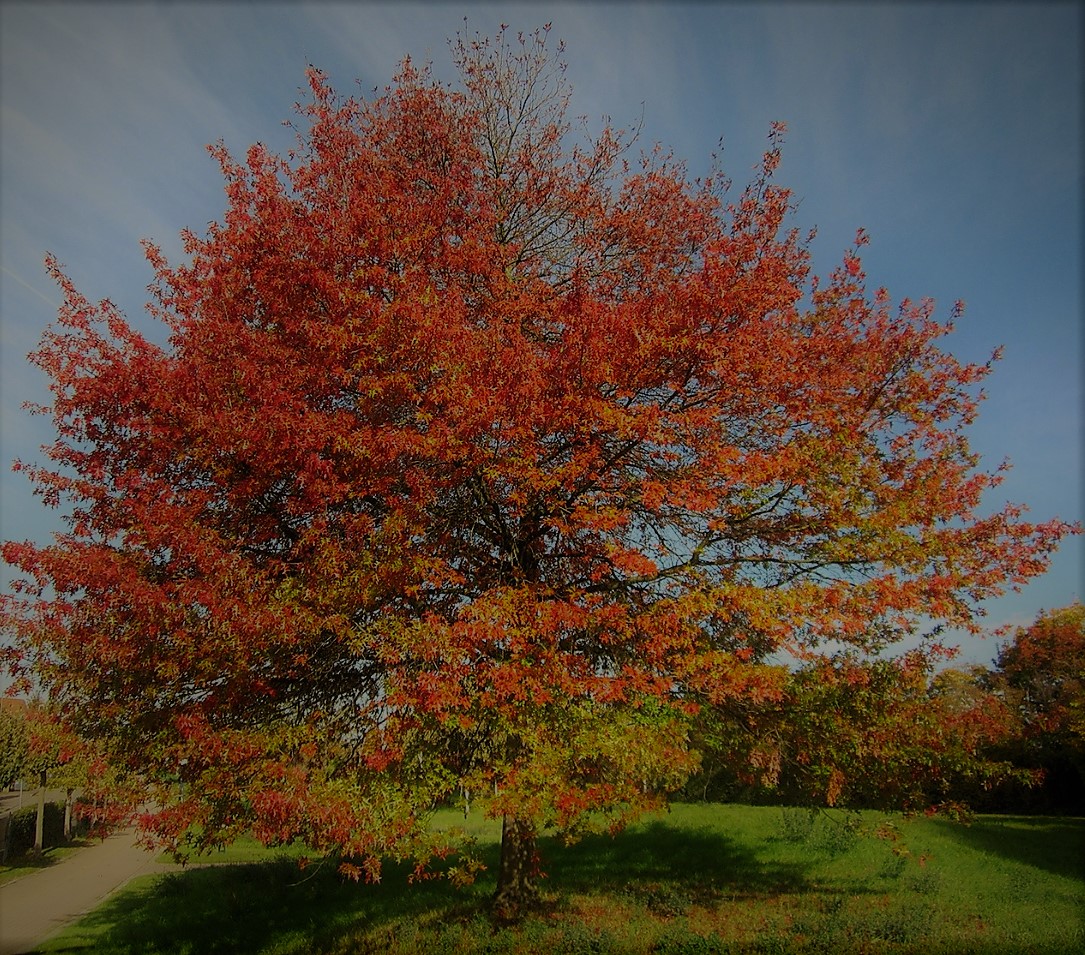 Scarlet Oak - Image 5