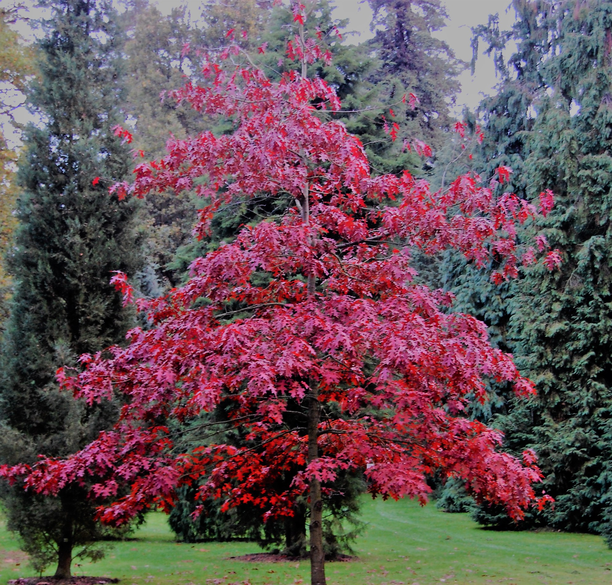 Scarlet Oak - Image 3