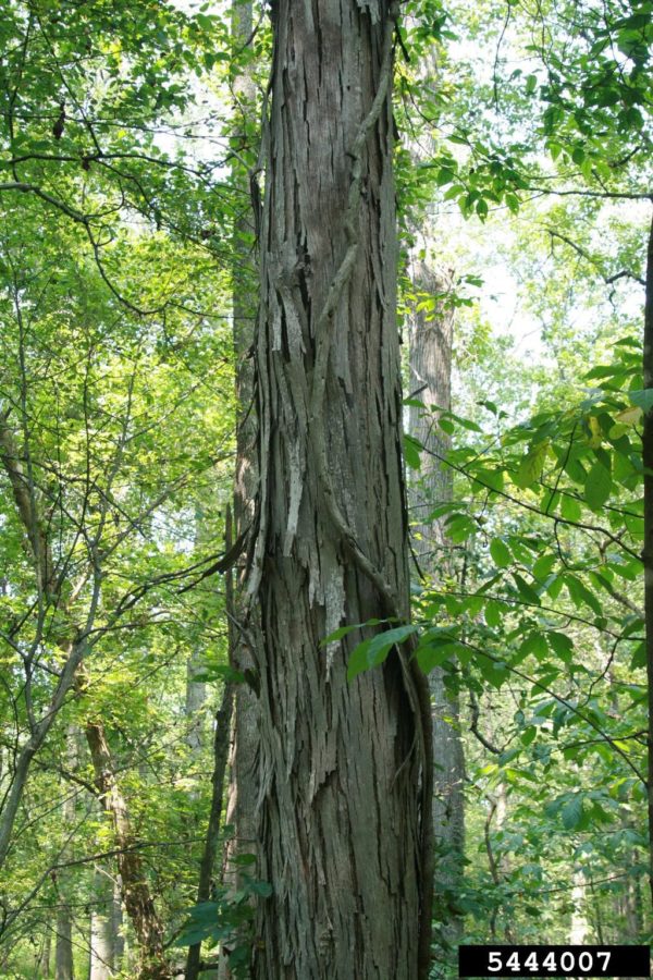 Shellbark Hickory - Image 7