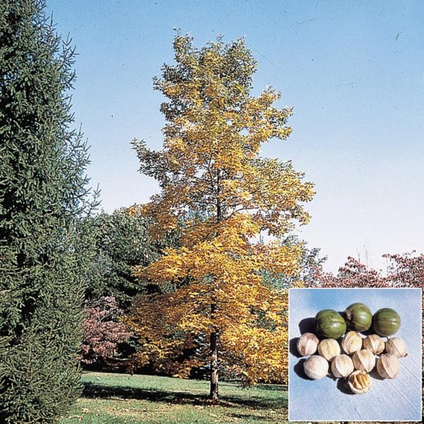 Shellbark Hickory - Image 8