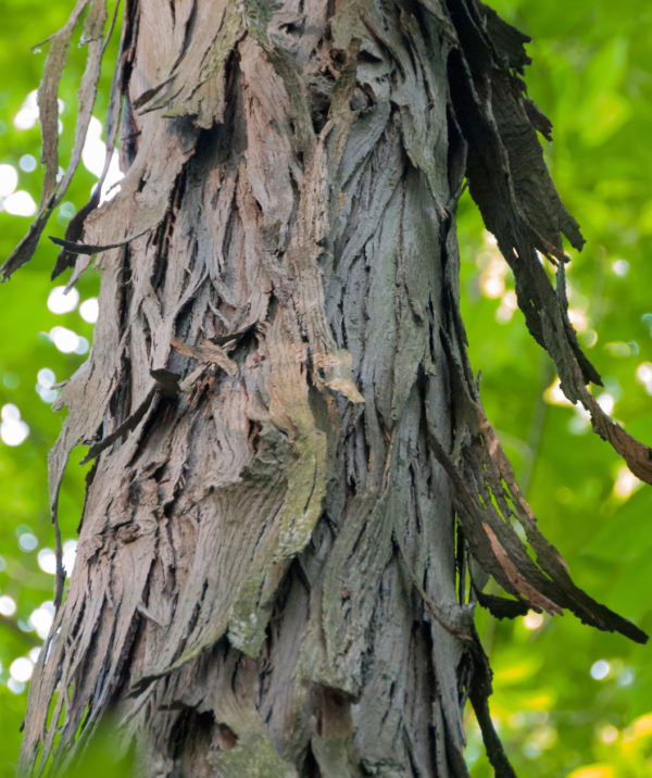 Shellbark Hickory - Image 5