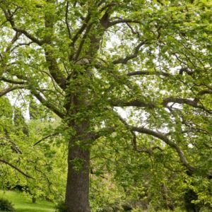 Sycamore