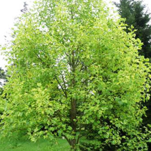 Tulip Tree