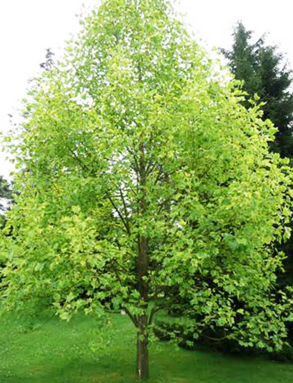Tulip Tree