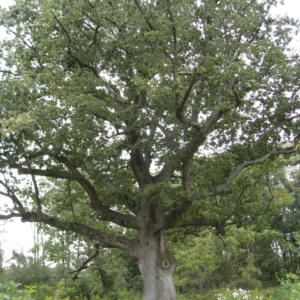 White Oak