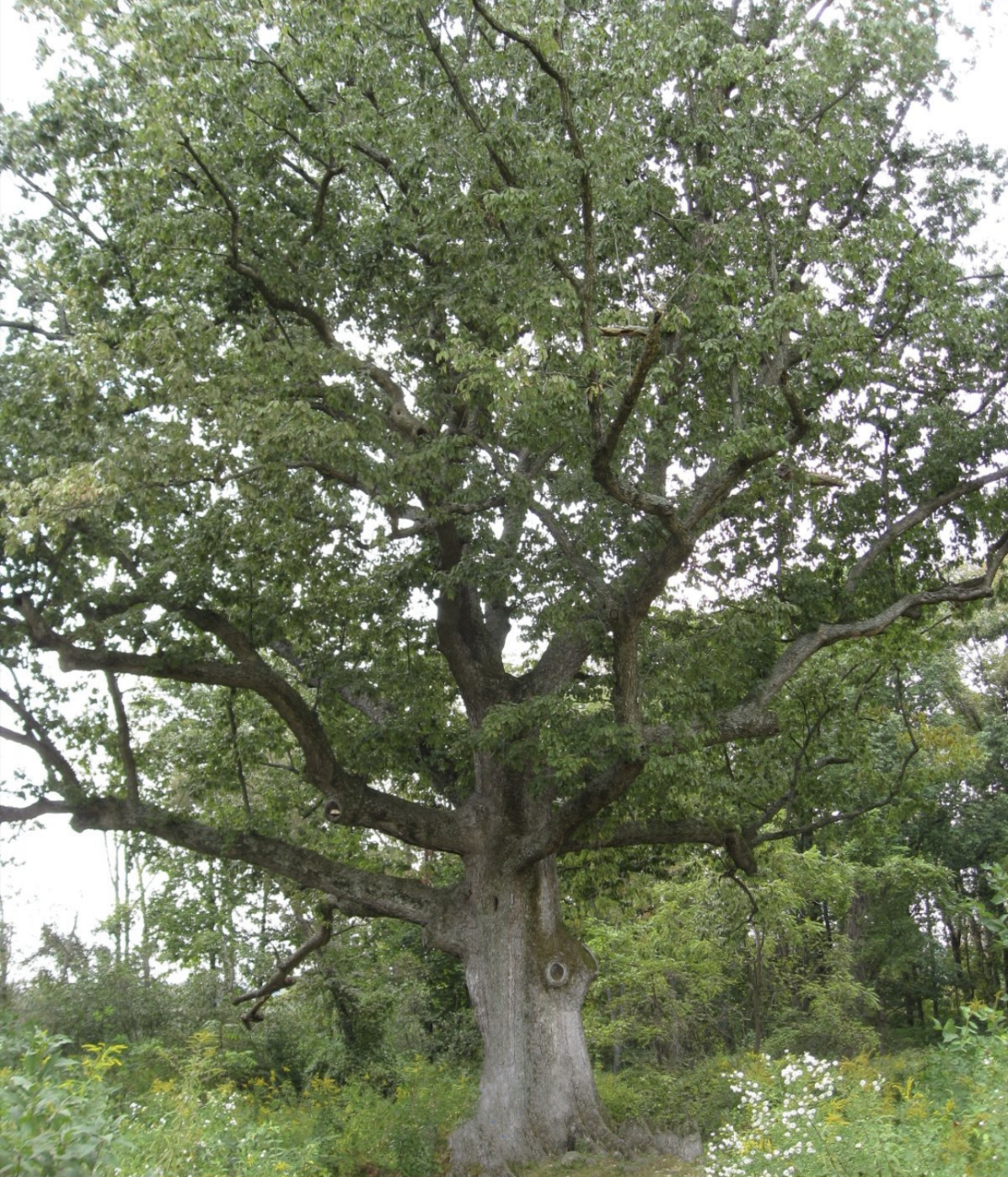 White Oak