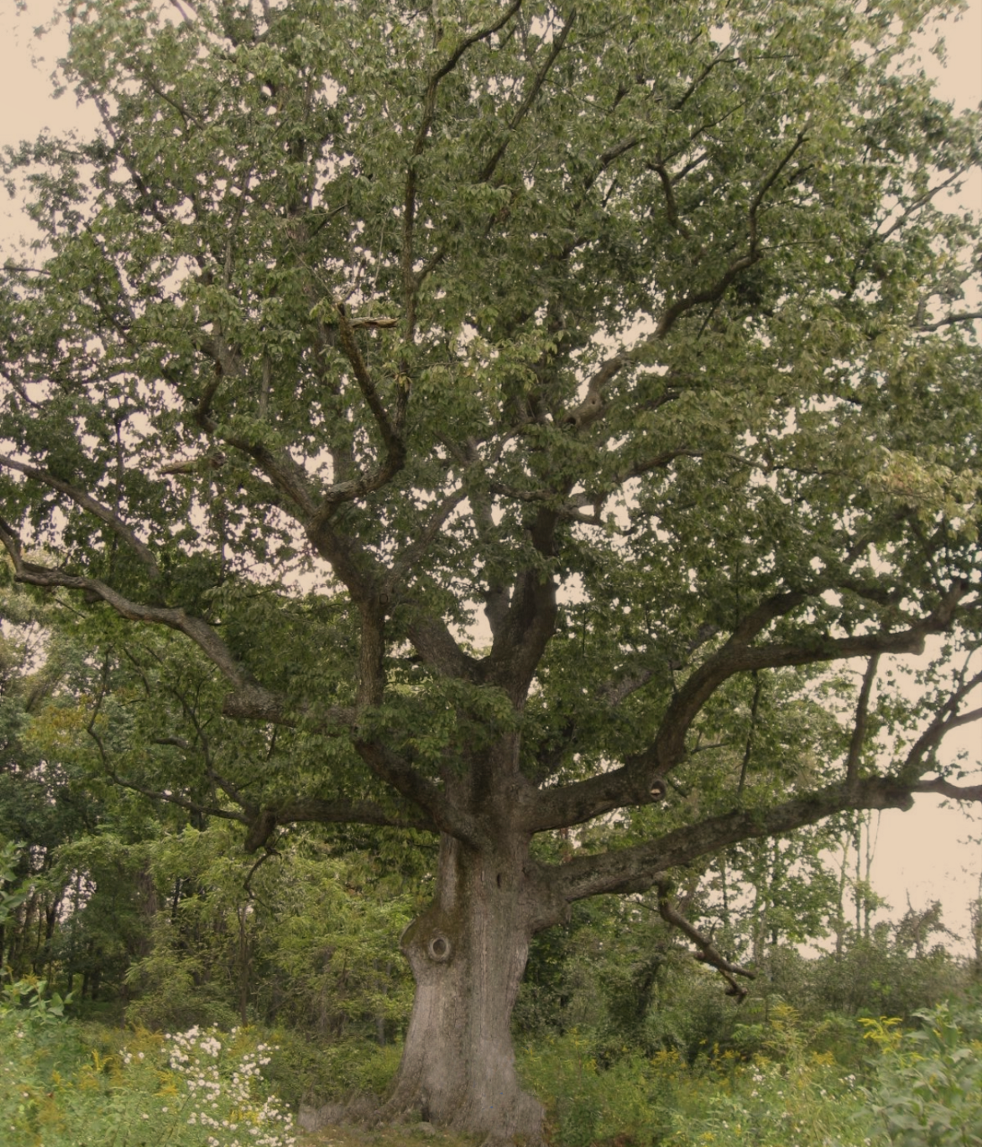 White Oak - Image 10