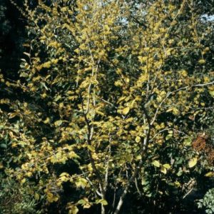 Witch Hazel