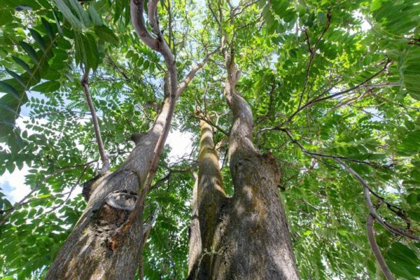 Pignut Hickory - Image 8