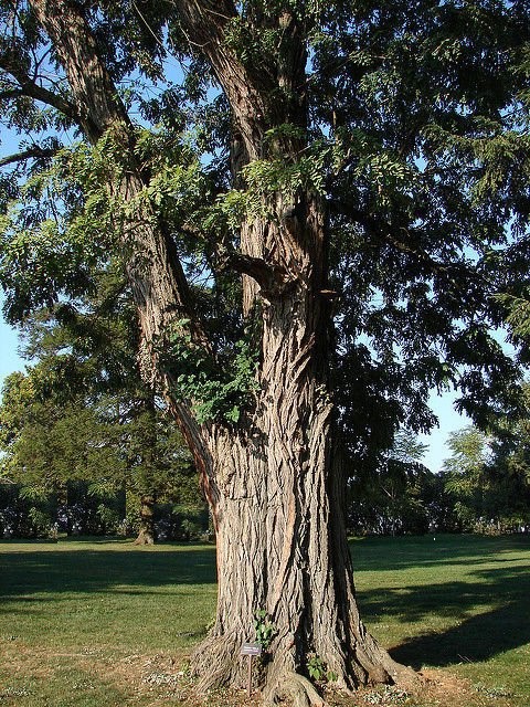 Black Locust - Image 2