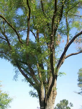 Black Locust - Image 3