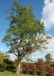 Black Locust