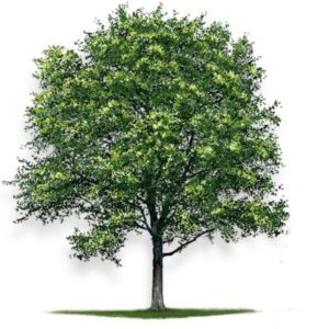 Black Walnut