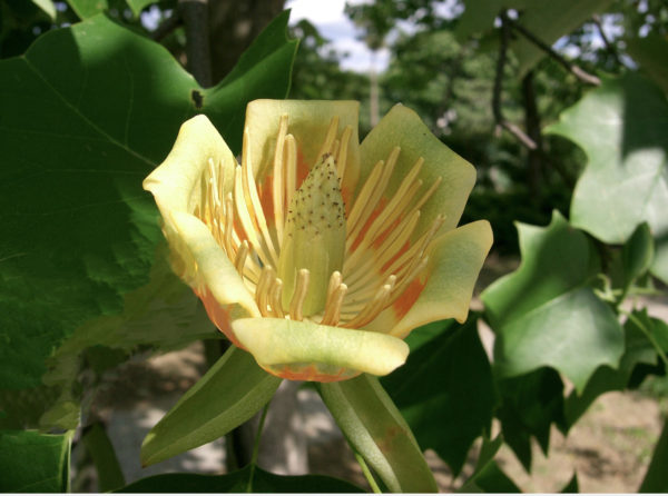 Tulip Tree - Image 2