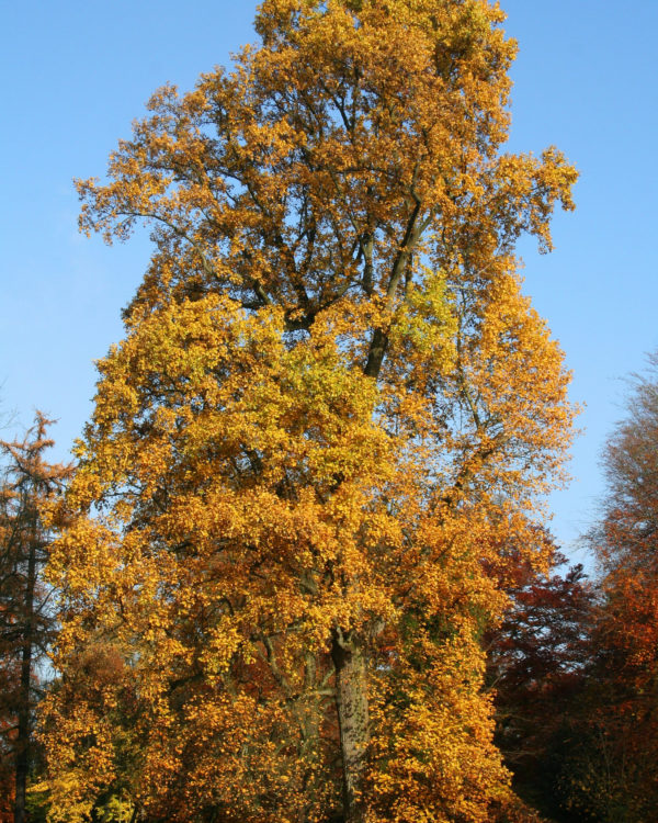 Tulip Tree - Image 3
