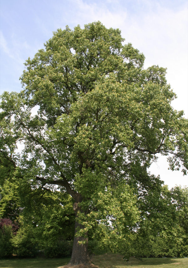 Tulip Tree - Image 5